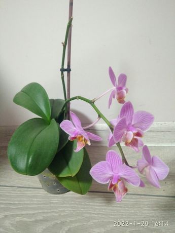 Орхидеи, фаленопсис