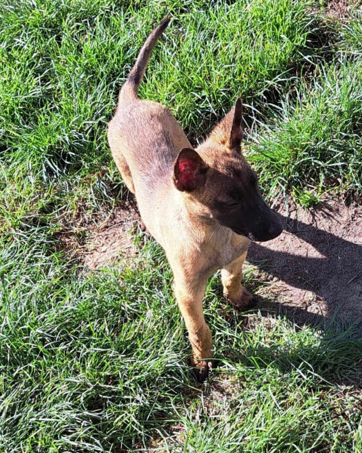 Owczarek belgijski Malinois suczka gotowa do odbioru