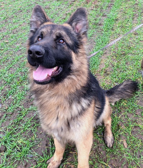 Piękny roczny Owczarek  niemiecki