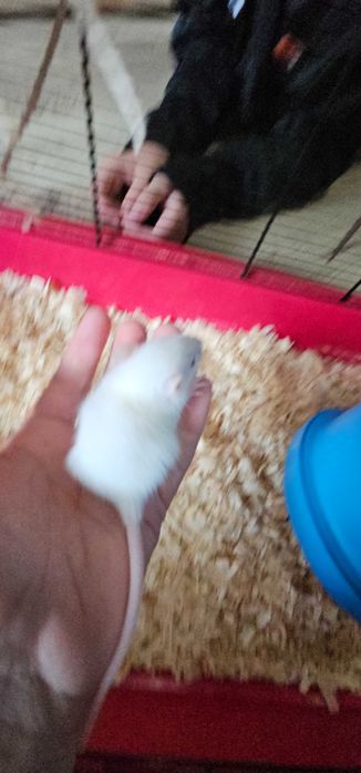 Młode szczurki domowe