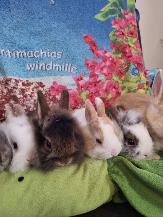 Króliki Miniaturki Karzełki