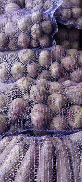 Продам буряк столовий
