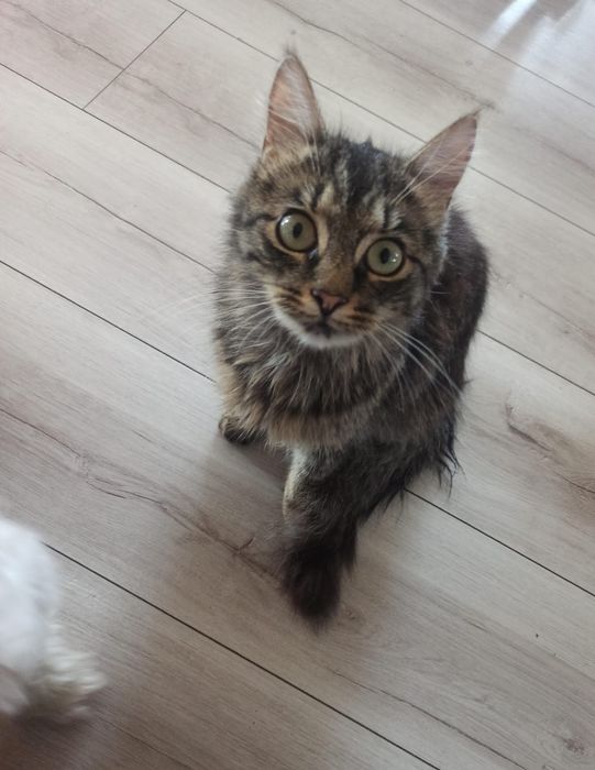 Zaginął 4 letni  kocur