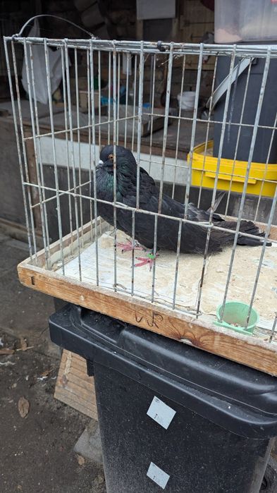 Garlacze Staroniemieckie, gołębie, Garłacze