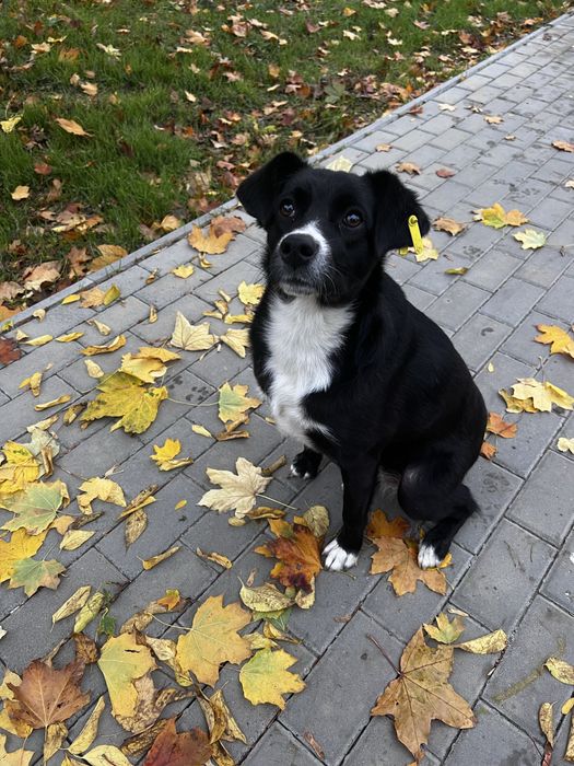 Собачка ищет дом