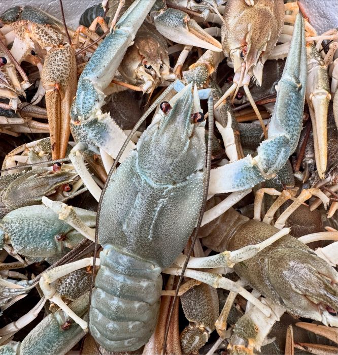 Раки живі від рибака