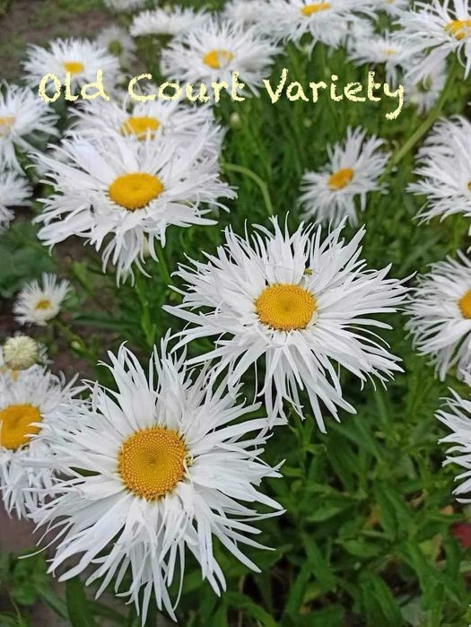 Саженцы цветов астильба ромашка колокольчик флокс