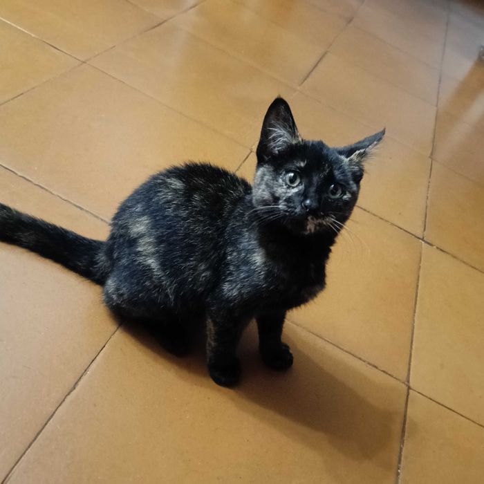 Urgente!!! Doa-se duas gatas mãe e filha, não posso ficar com elas