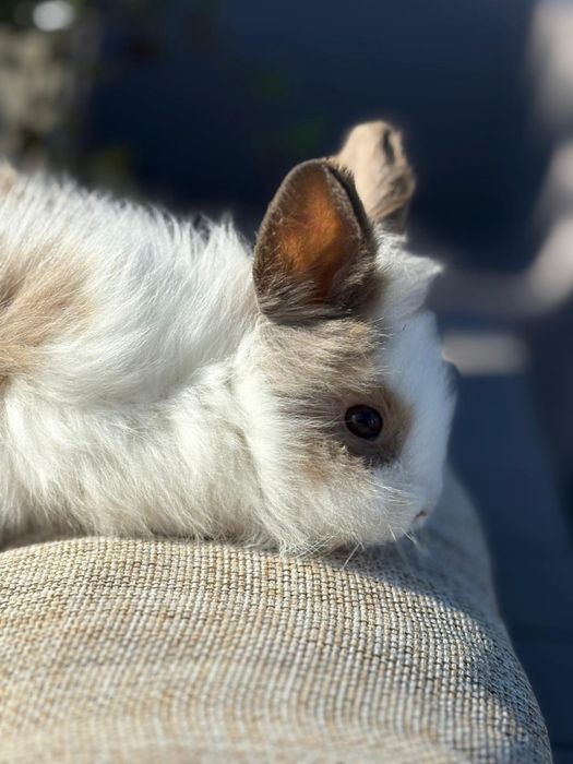 Królik karzełek miniaturka mini lop mini rex tedy kuwetujący