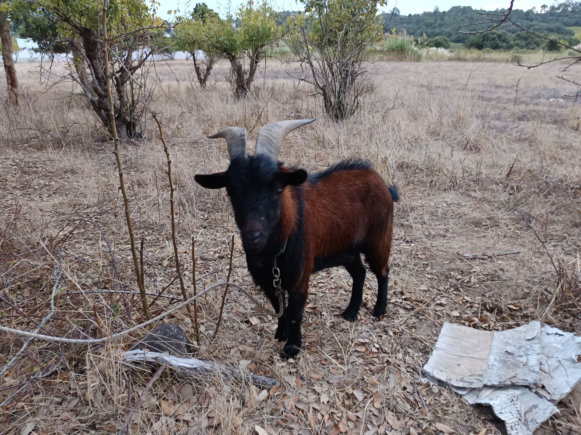 Bodes adultos para venda ou troca