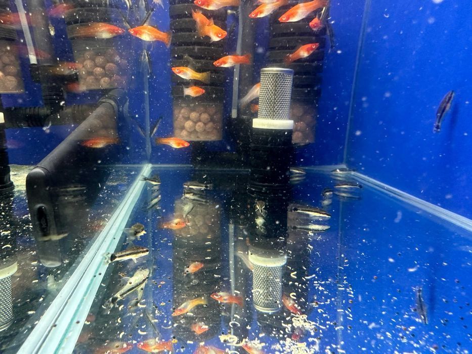 Otosek przyujściowy Otocinclus affinis