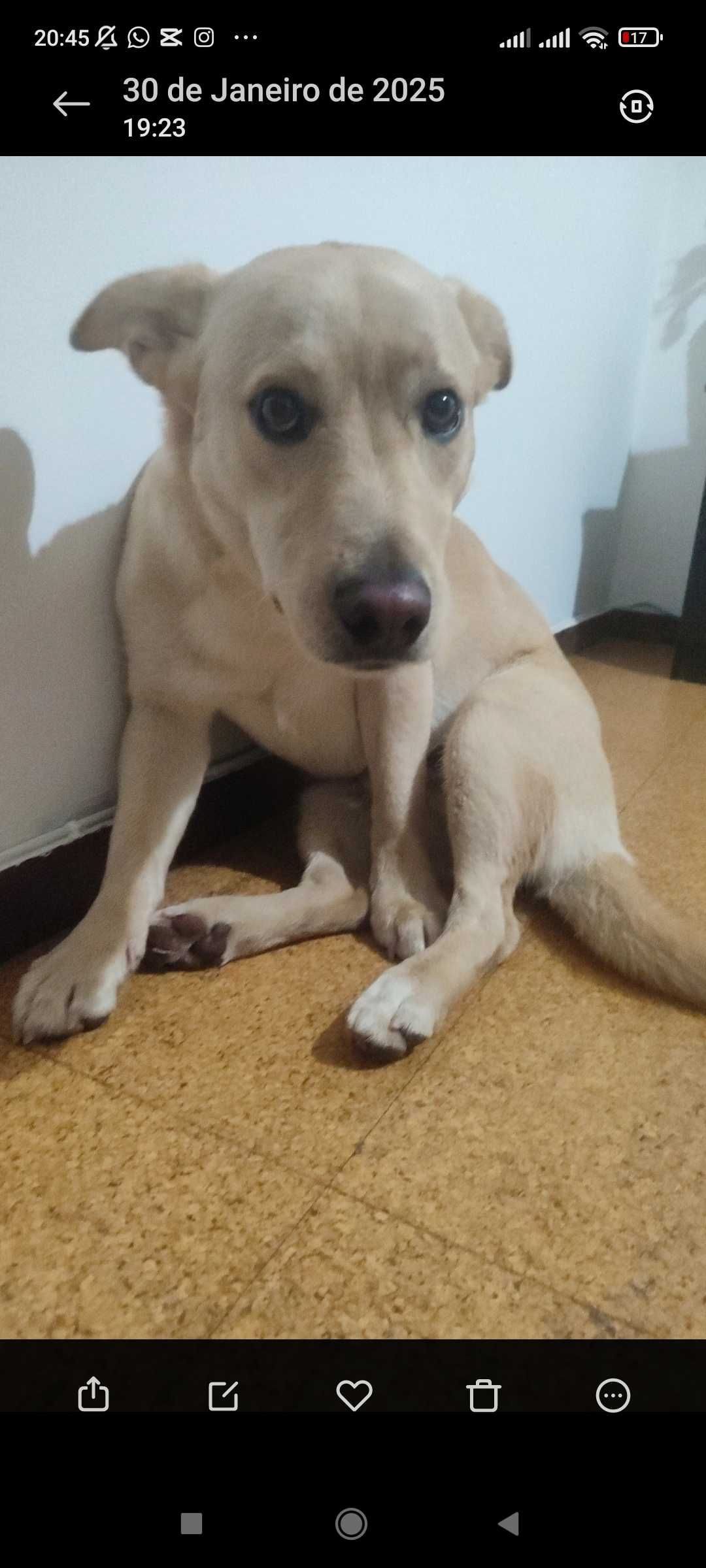 Cão raçado de labrador