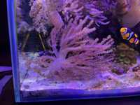 Capnella akwarium morskie koral koralowiec szczepka