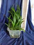Хлорофитум Chlorophytum многолетний Отростки с корнями