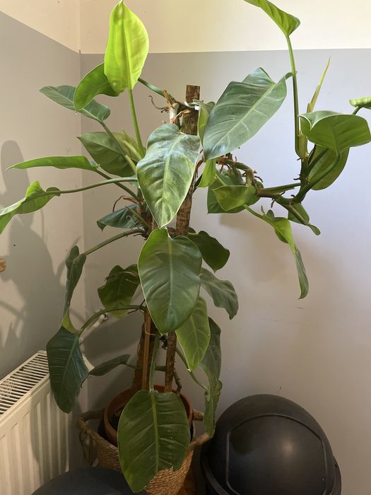 Philodendron duzy Big