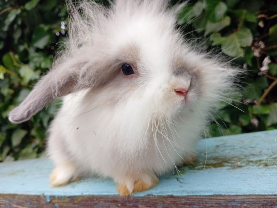 Okazja!!! Króliczki królik miniaturka Teddy karzełek baranek