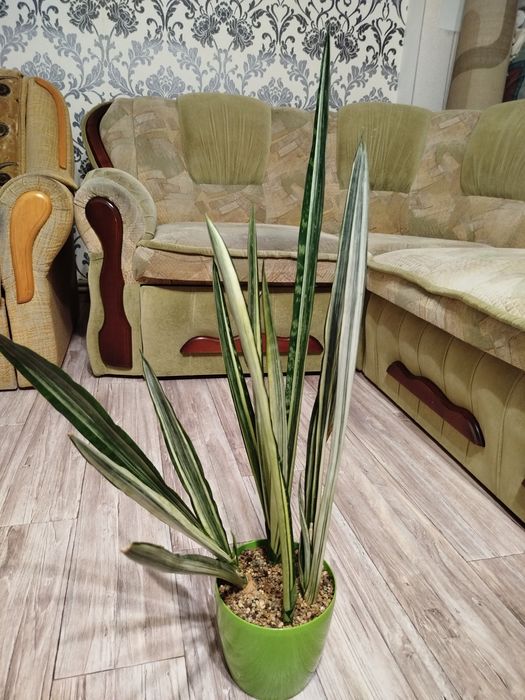 Сансевієрія Бентель сенсейшн, сансевиерия, сансев'єра.