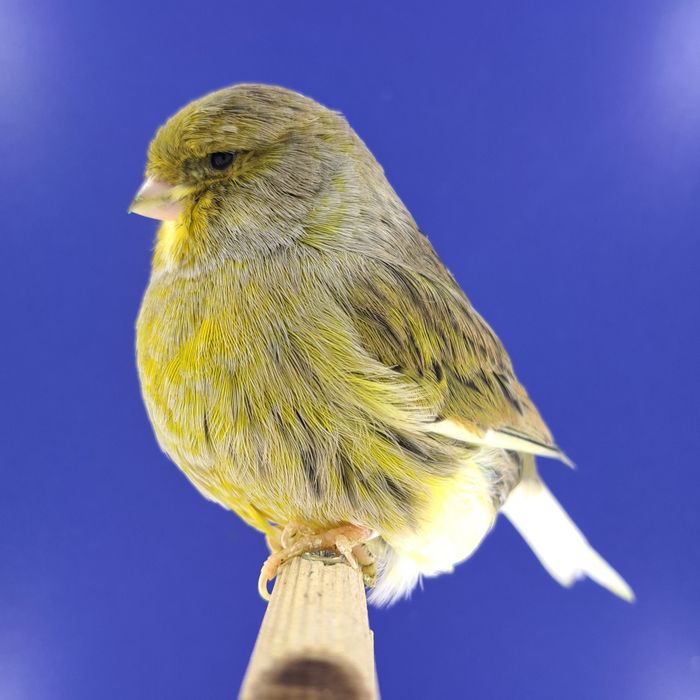 Kanarek, samczyki 03,01 - sprzedam, Wrocław