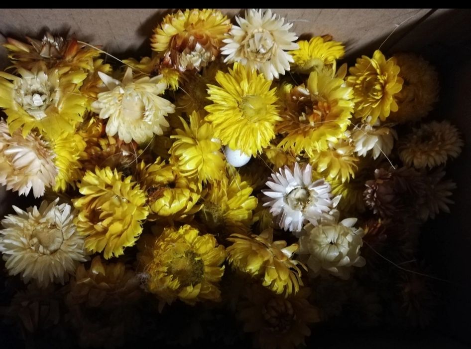 Suszone kwiaty do stroika
