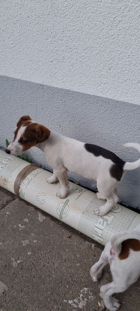 Piesek Jack Russell tricolor