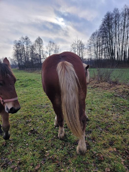 Sprzedam klacz kasztankę 1 rok i 6 miesięcy