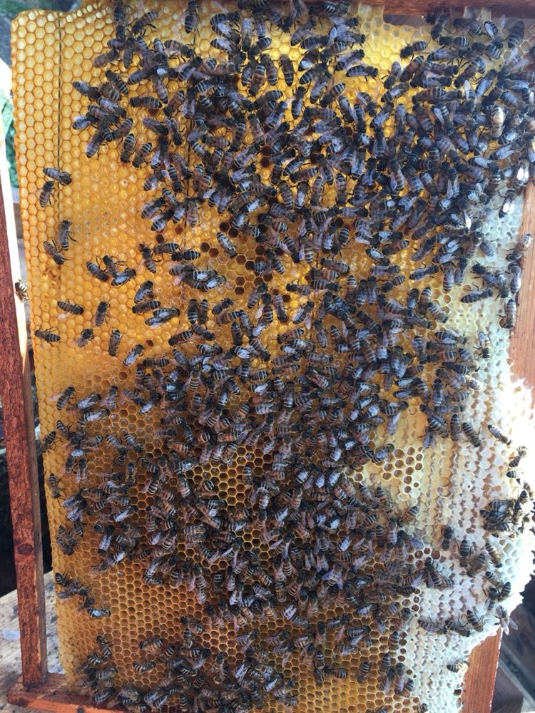Вулики з Бджолами