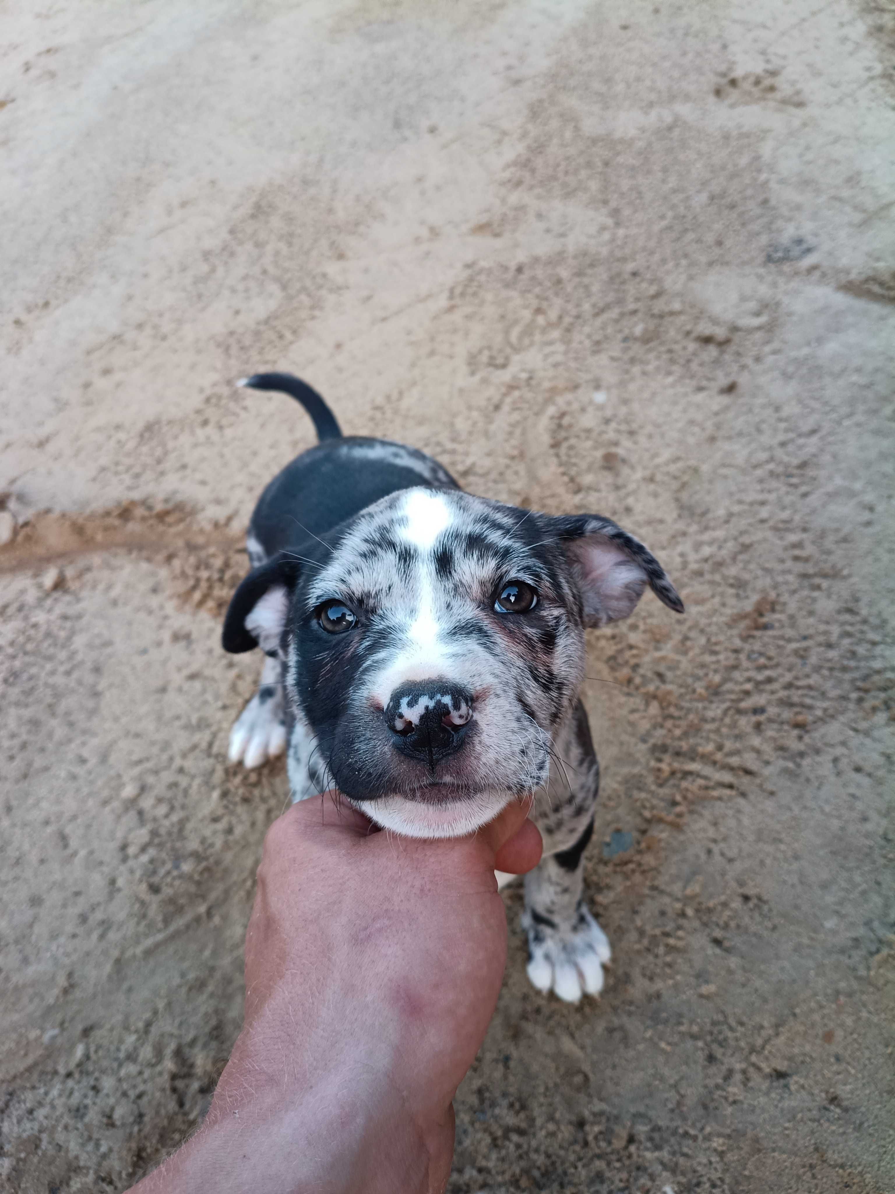 Amstaff merle sunia