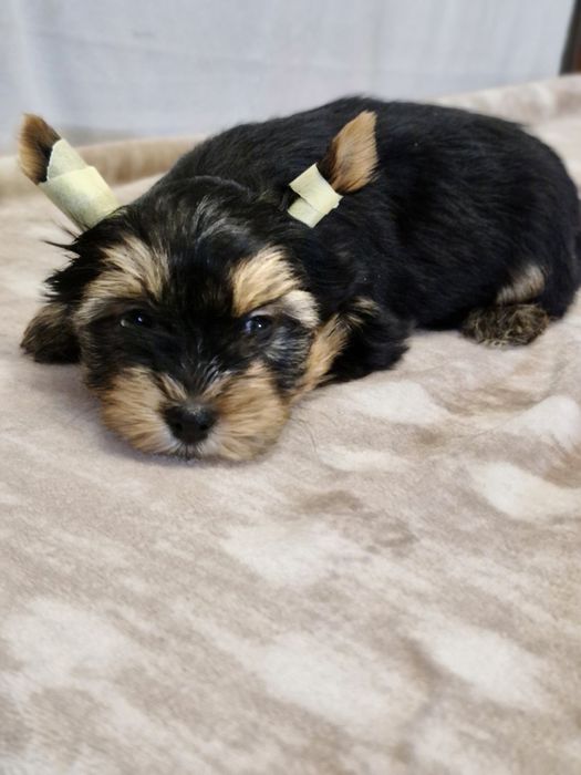 Йоркширский терьер щенки