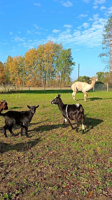 Sprzedam młodego koziołka