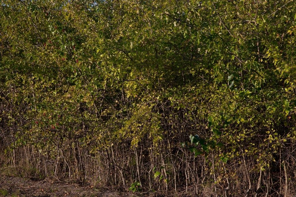 Głóg Jednoszyjkowy (Crataegus Monogyna) 90-120 cm, z gruntu