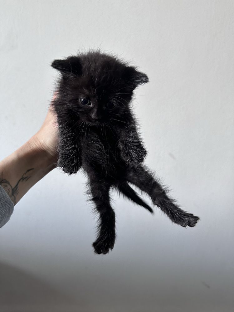 Кошеня британець