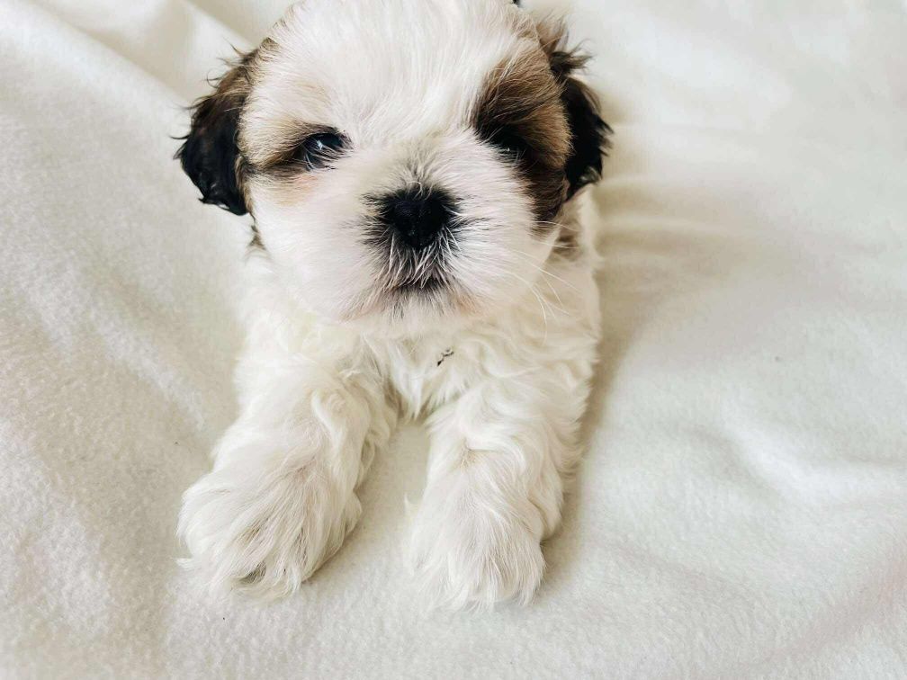 Śliczny piesek Shih Tzu