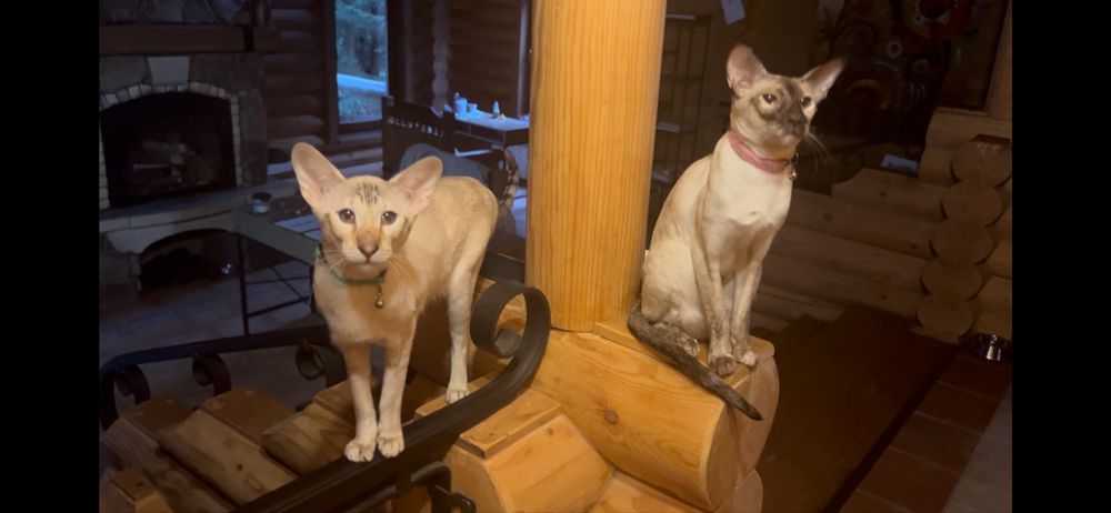 Віддаємо в добрі руки двох сіамських орієнтальних кішечок (сестричок)