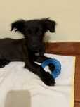 Cadela dócil para adopção