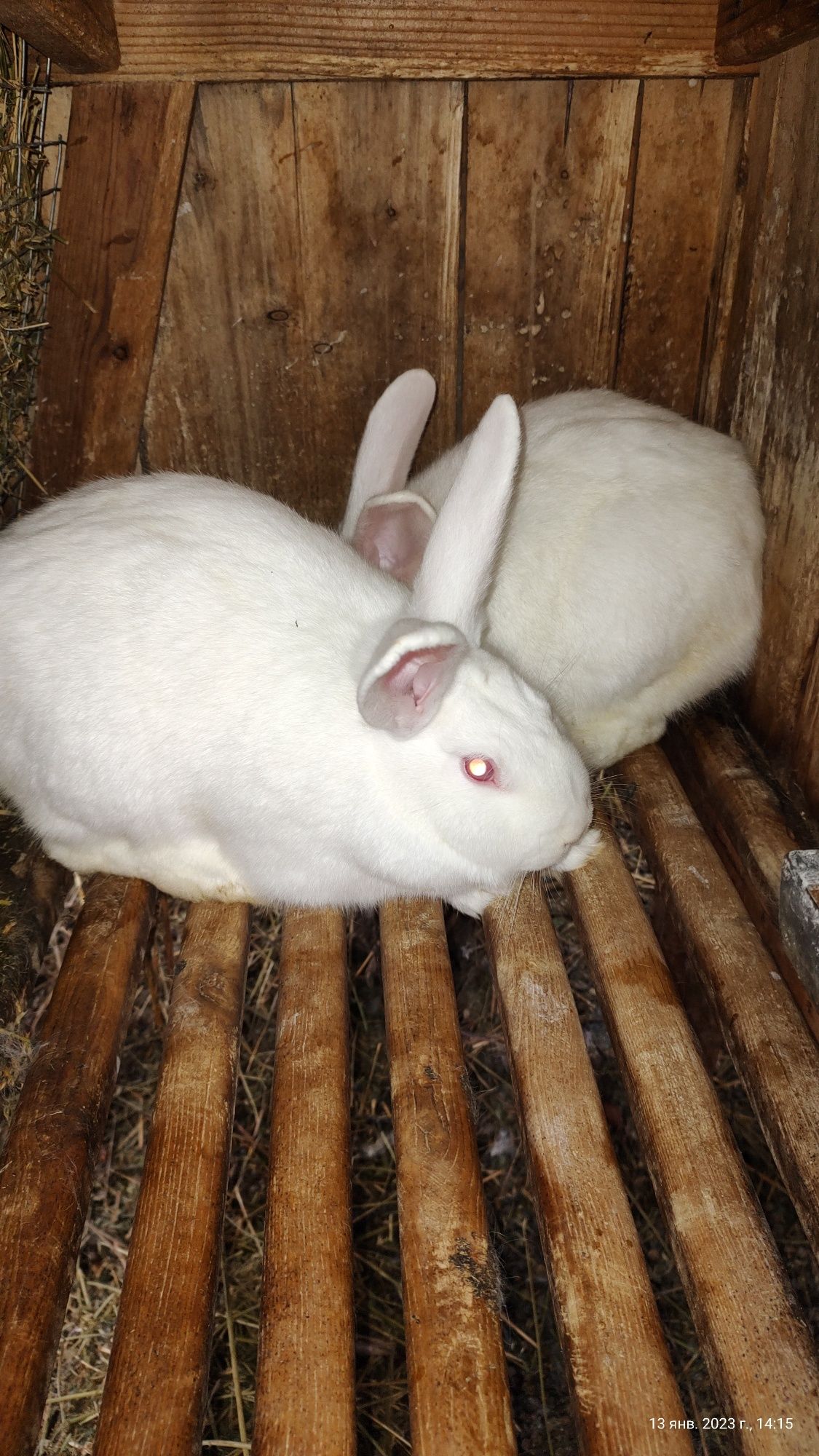 Кролики породи Термонська біла,Полтавське срібло,Боргунці