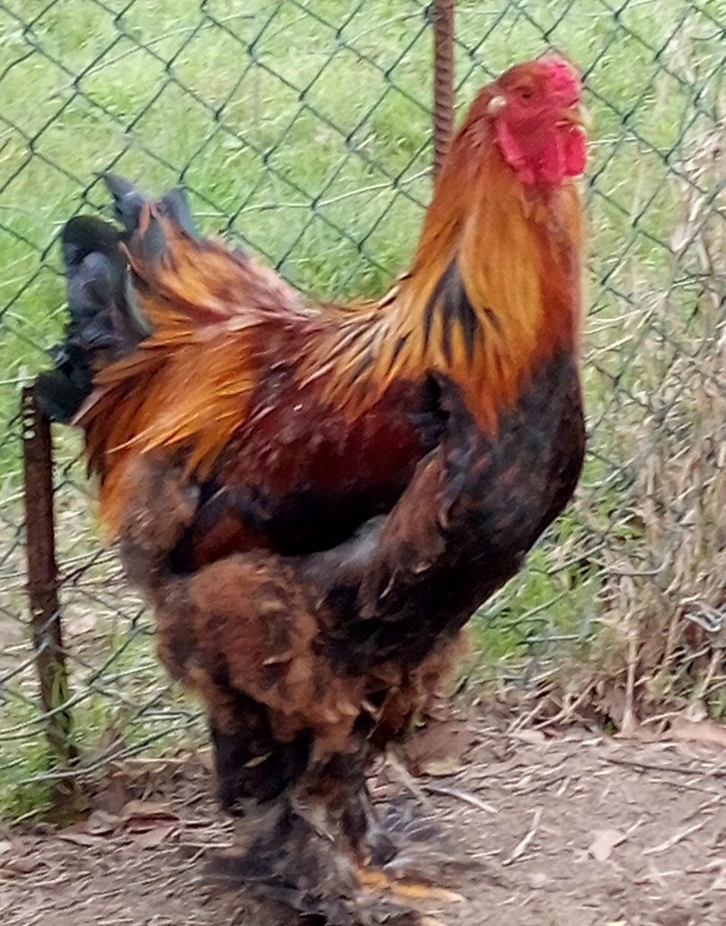 Galos Brahma perdiz