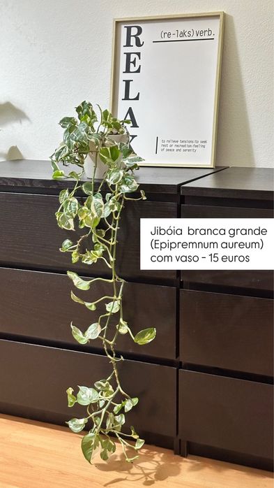 Plantas com Vaso (Costela de Adão, Mostera, etc)