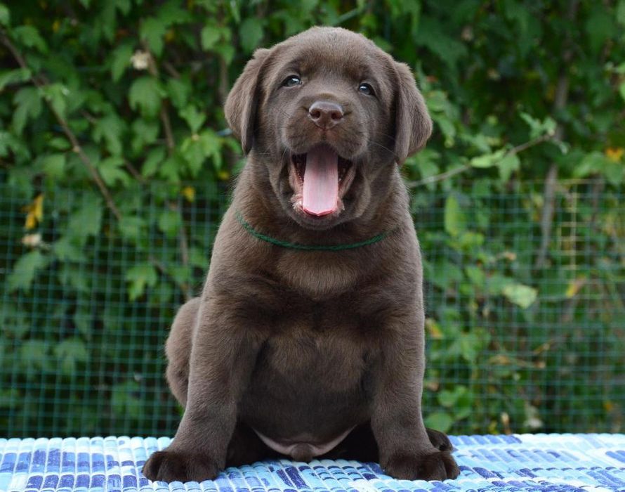 Шоколадные и чёрные щенки лабрадора!