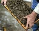 Бджоли: бджолопакети, сім‘ї, мед.