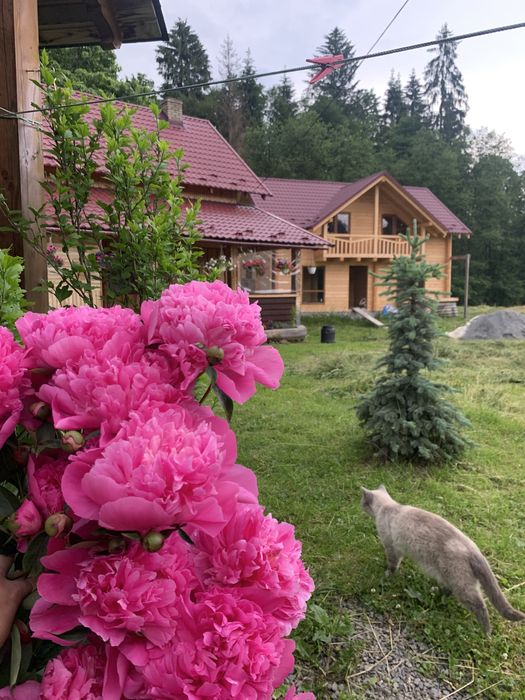 Котедж в Карпатах «Карпатський світанок " чекає саме на тебе!!