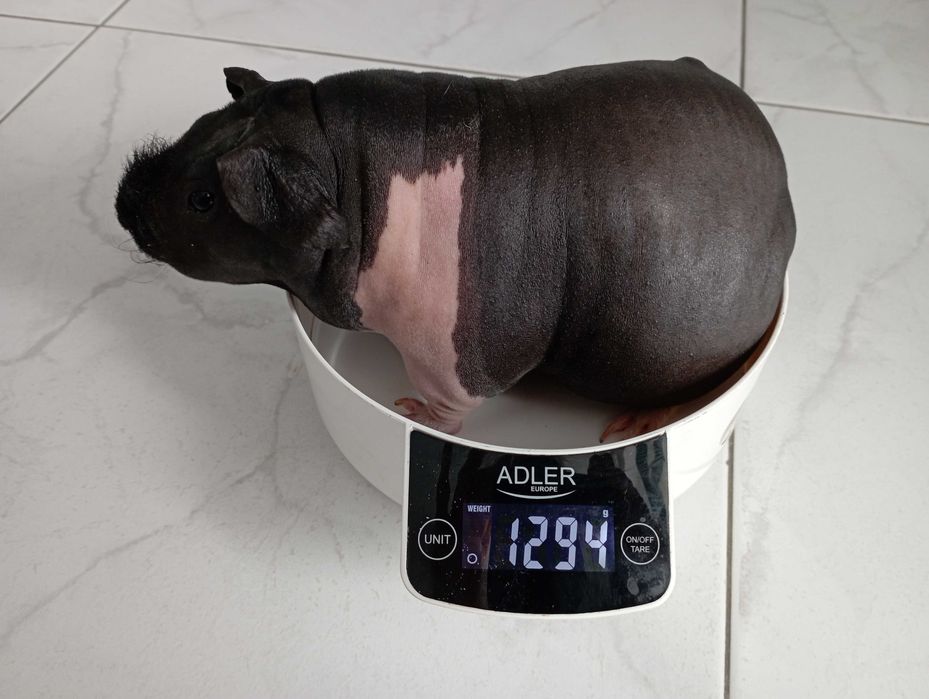 Przepiękna świnka morska ,Cavia Skinny ,prosiaczek.