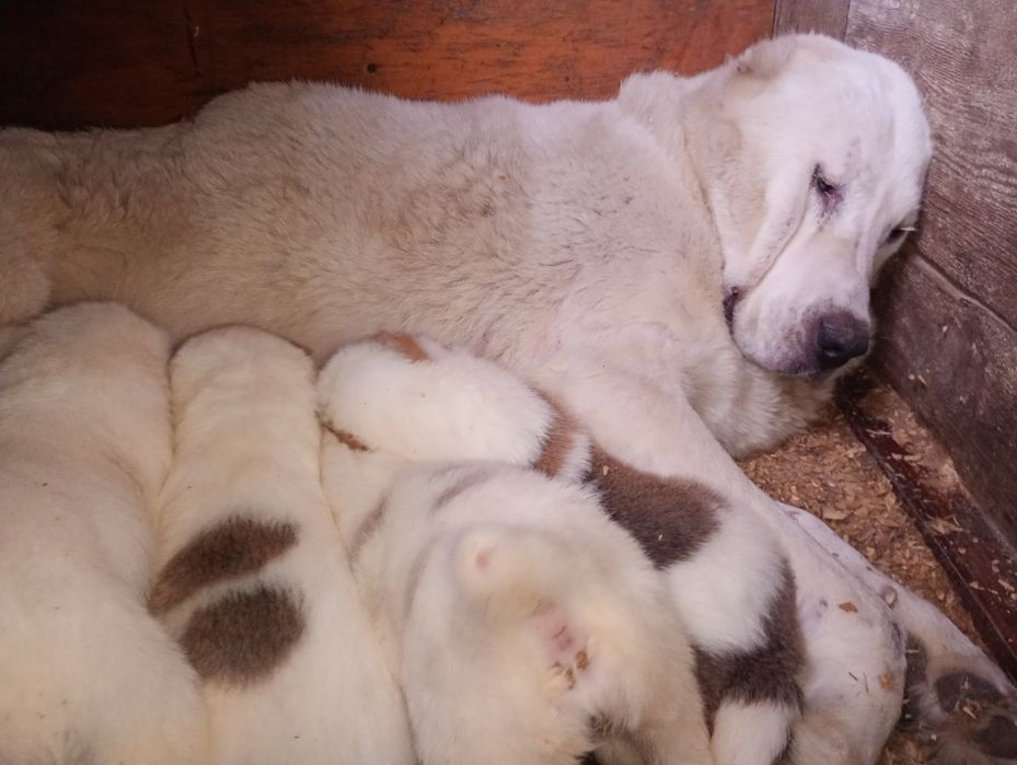 САО Алабай типу XXXXL САО