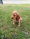 Cocker Spaniel Angielski Suczka