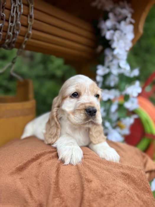 Śliczny! piesek Cocker Spaniel Angielski orange roan z rodowodem