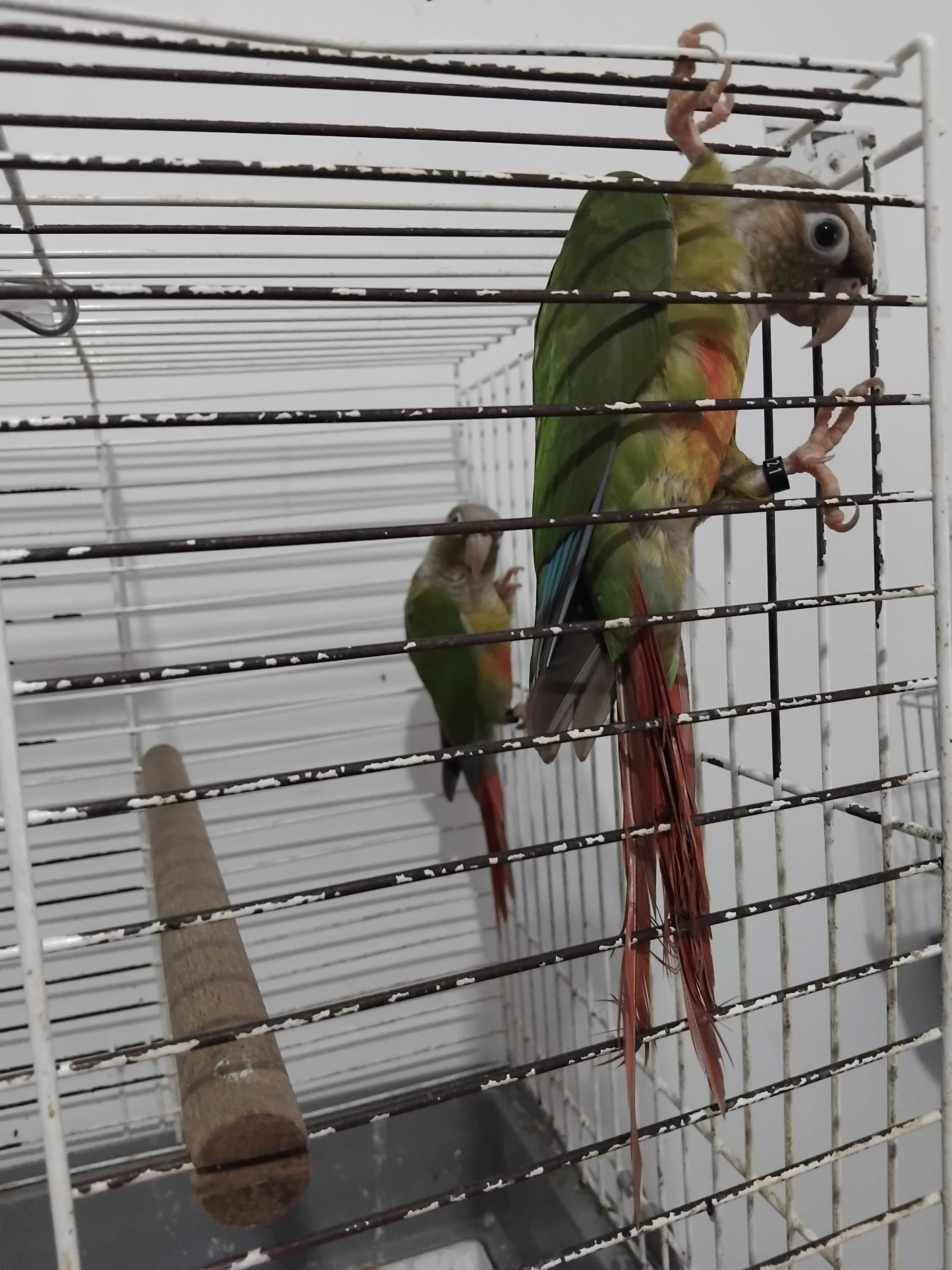 Pyturras  verde l