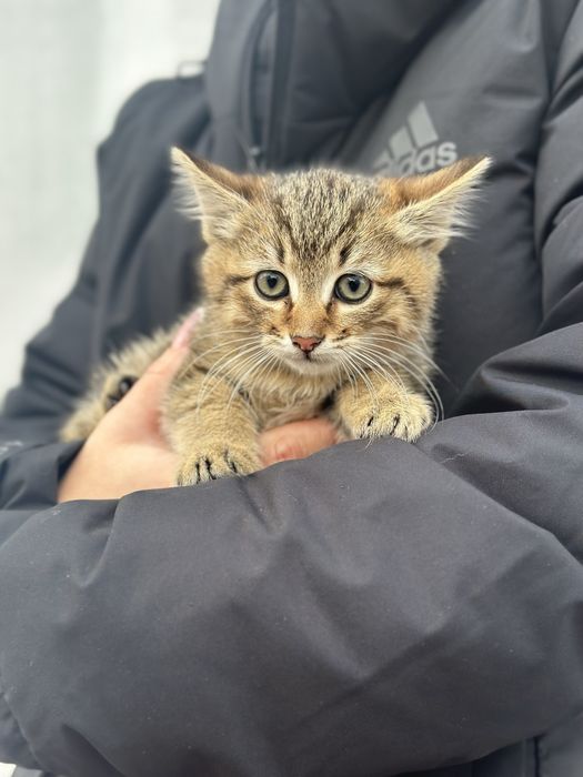 Кошеня (хлопчик)