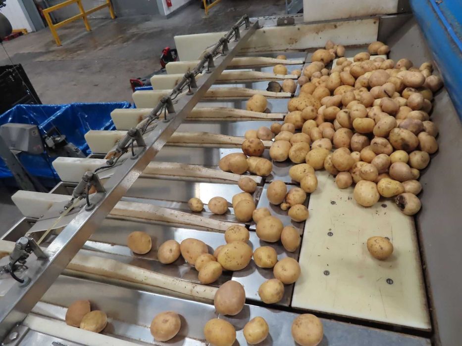 Waga kanałowa 2009 XBG do warzyw, ziemniaków cebuli marchwi pietruszki