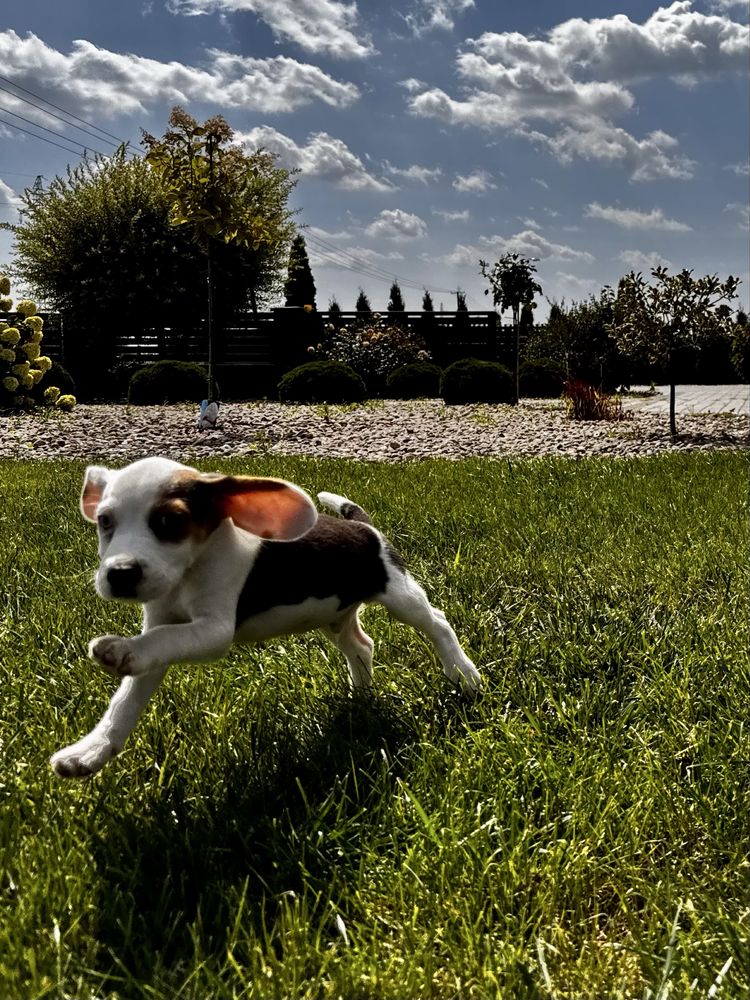Beagle szczeniak chlopiec