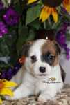 Sunia Jack Russell Terrier ZKwP FCI Gotowa do odbioru