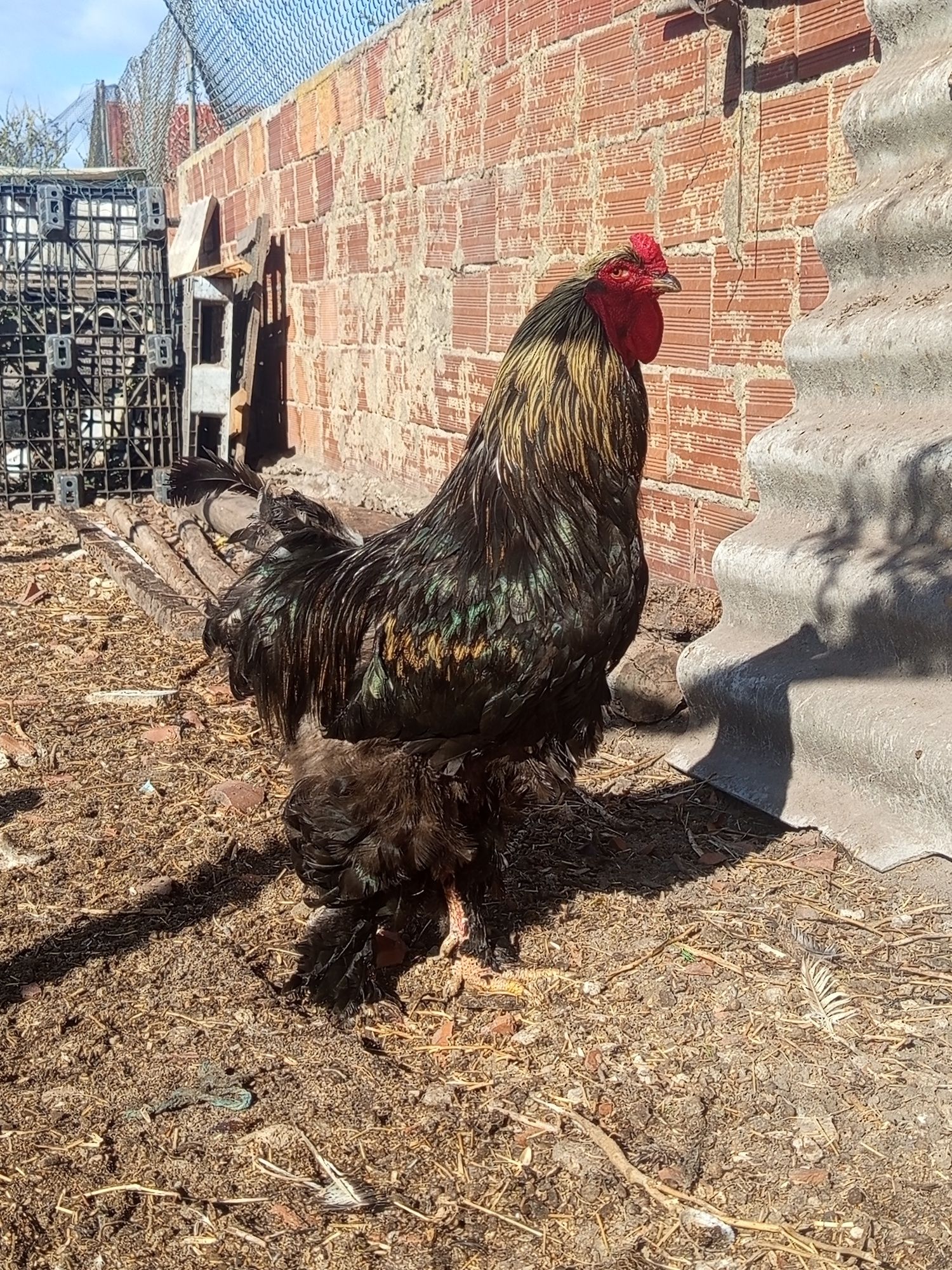 Galo Brahma adulto